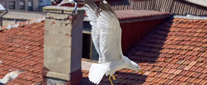 Residential Chimney Animal Removal Solution in Fall River, MA